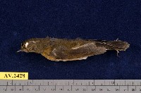 藏品(栗背林鴝)的圖片